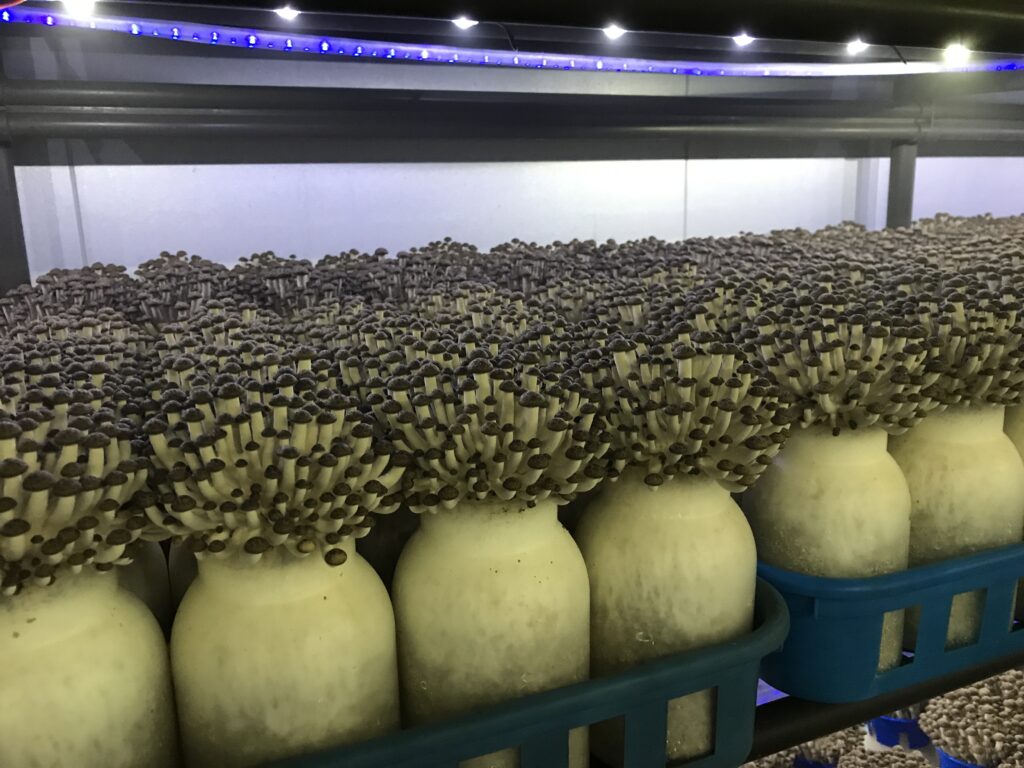 （株）秋香園