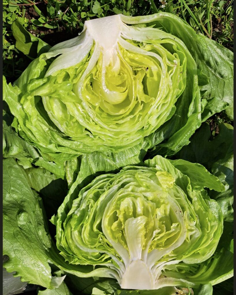 （株）野菜くらぶ