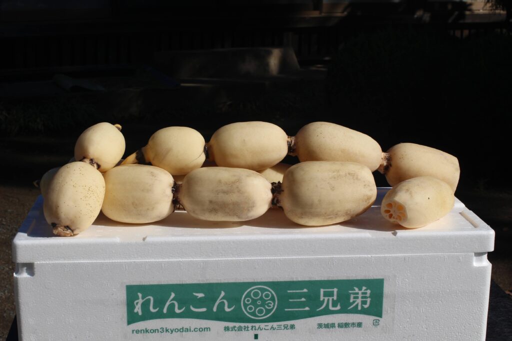 株式会社れんこん三兄弟