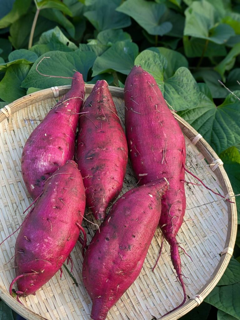 株式会社 CREATE AGRI