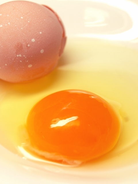 尾張純系名古屋コ－チン生産農場 たまごの里農園