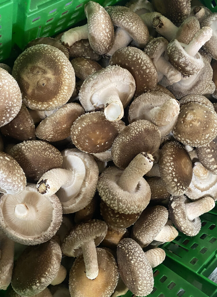 生椎茸『べっぴんしゃん』