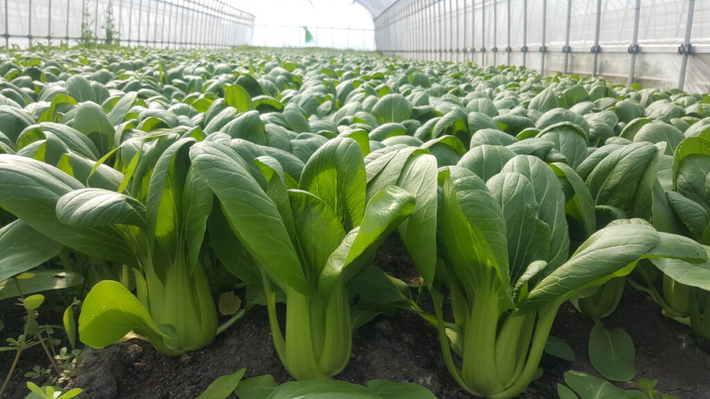 有機小松菜　有機チンゲン菜