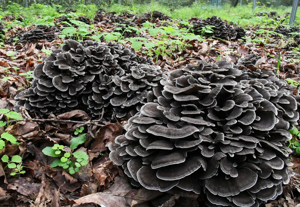 株式会社 富士種菌