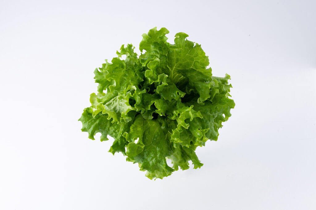 植物工場産・グリーンリーフ