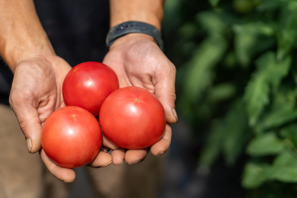 株式会社 下本農園