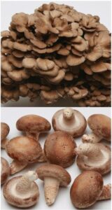 マイタケ・シイタケ