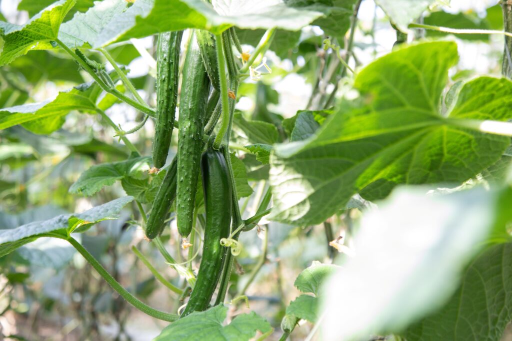 株式会社 下村青果商会