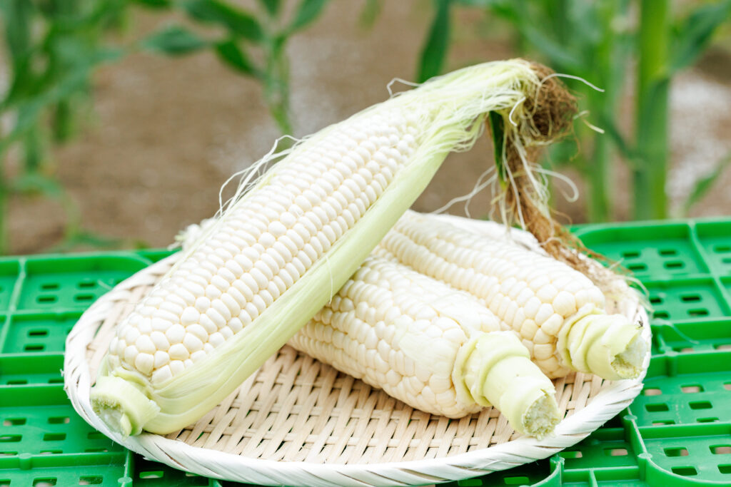 生で食べられる芳醇ホワイトコーン