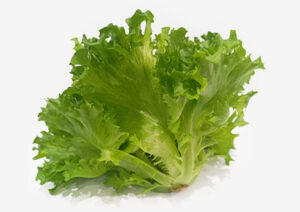 フリルレタス