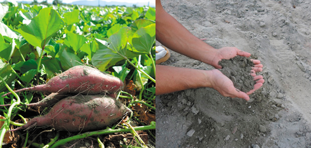 株式会社 アジア共同設計コンサルタント / 株式会社 農家ソムリエ～ず. ・株式会社 AGRI BASE（アグリベース）