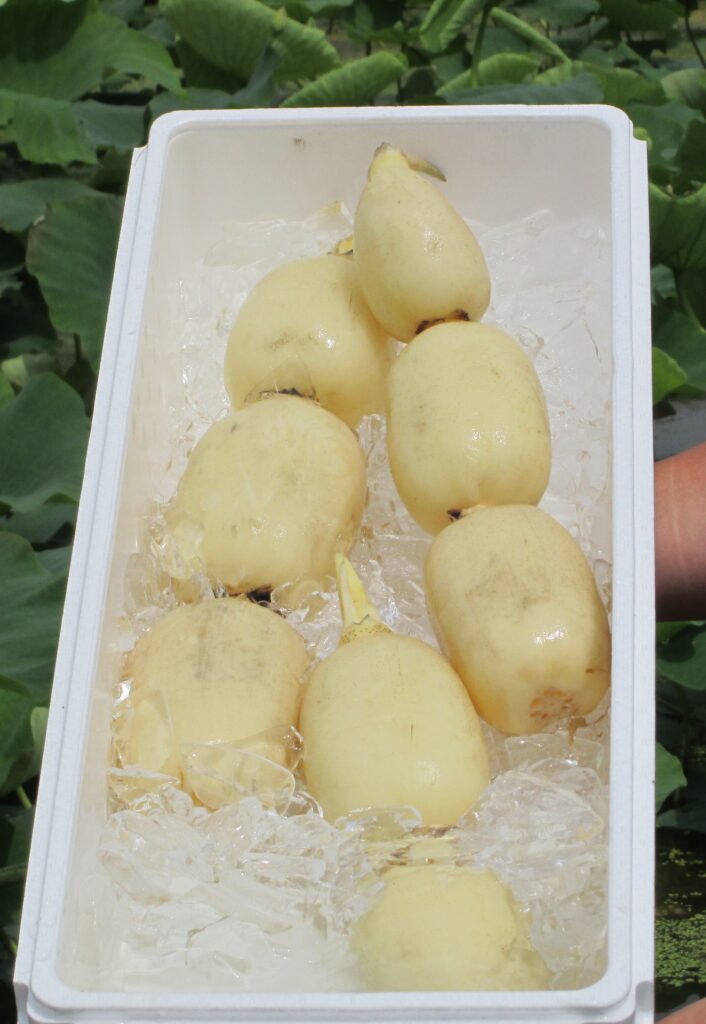 水郷つくば農業協同組合