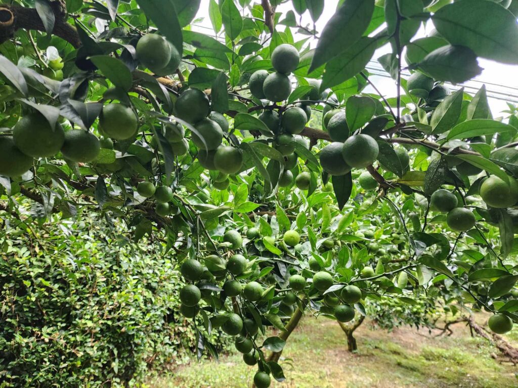 株式会社 菜々屋