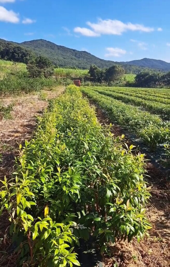 株式会社 徳之島製茶