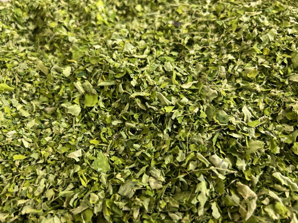 徳之島モリンガ乾燥葉