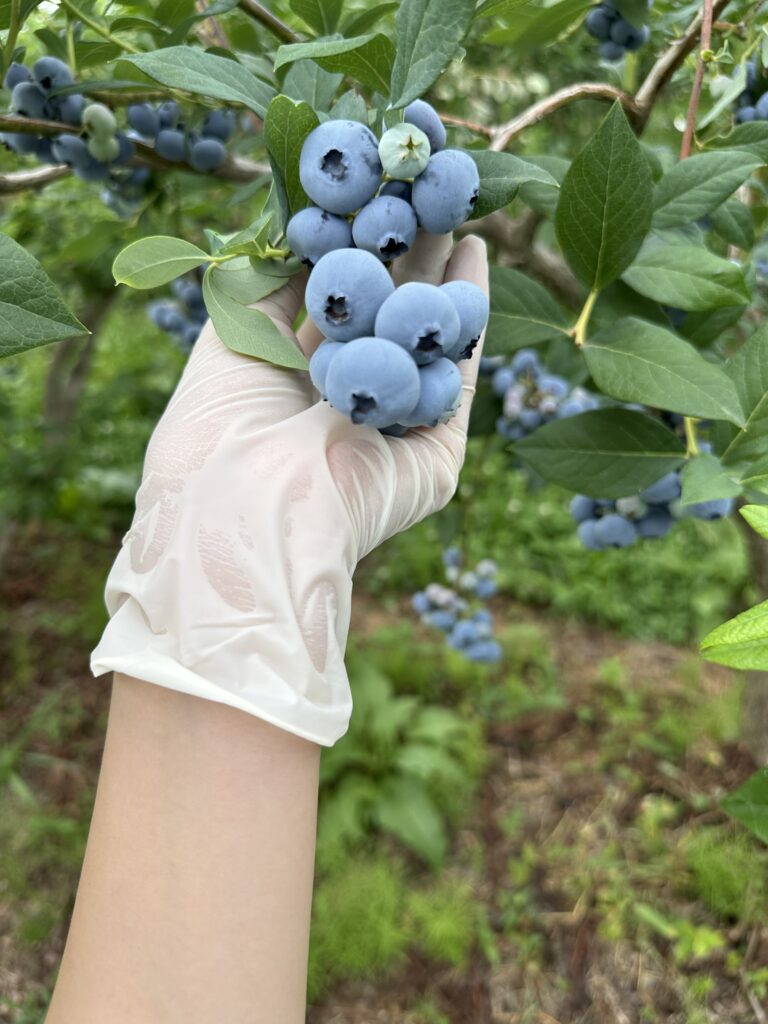 大粒ブルーベリー
