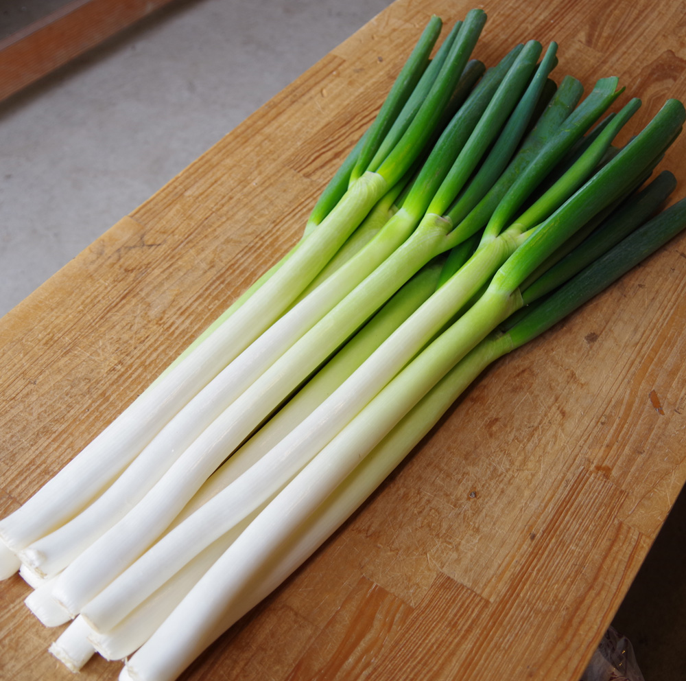 長ねぎ