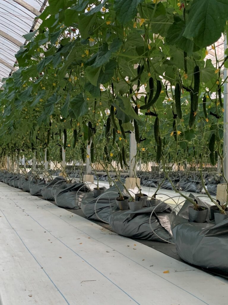 株式会社 LCFARM